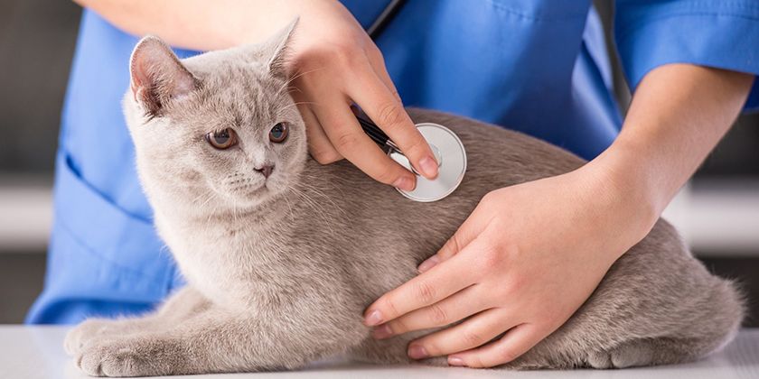 Urolithiase chez les chats