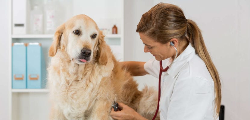 Chien et vétérinaire