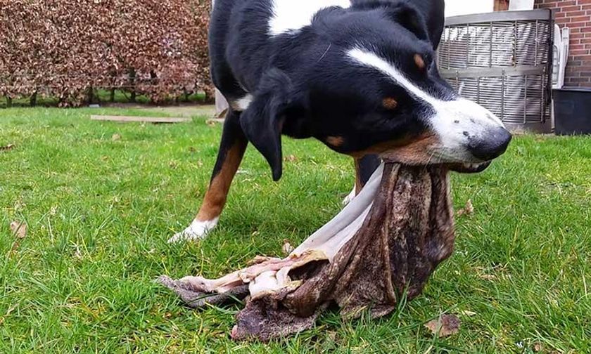 Le chien mange des tripes