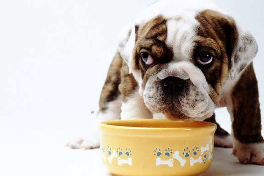 Des tripes pour un chiot