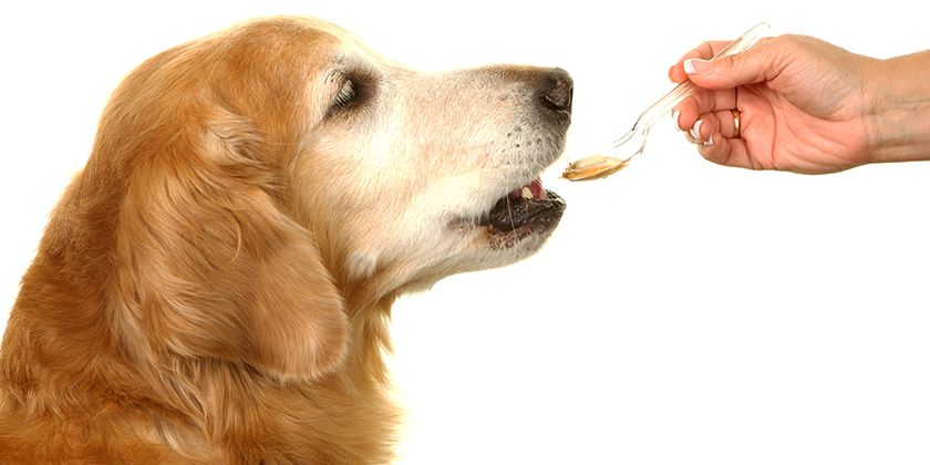 Huile de poisson pour chiens