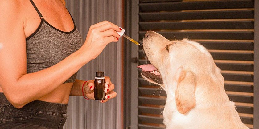 Huile de poisson pour chiens