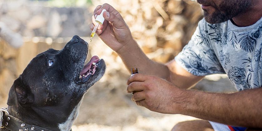 Comment donner de l'huile de poisson à un chien