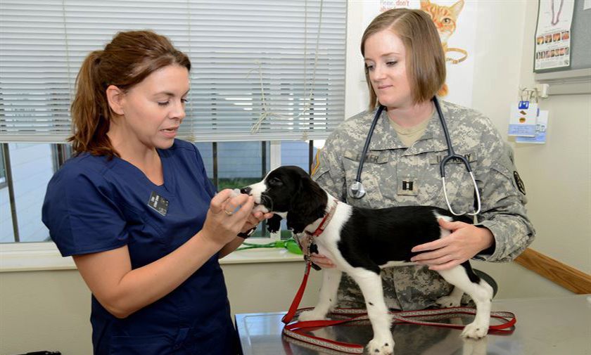Chien chez le vétérinaire