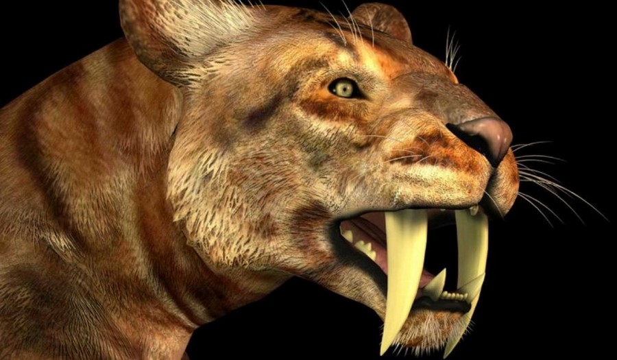 Tigre à dents de sabre