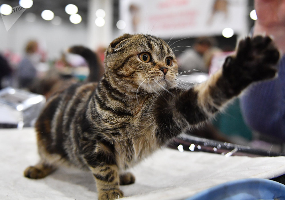 Un chat à une exposition