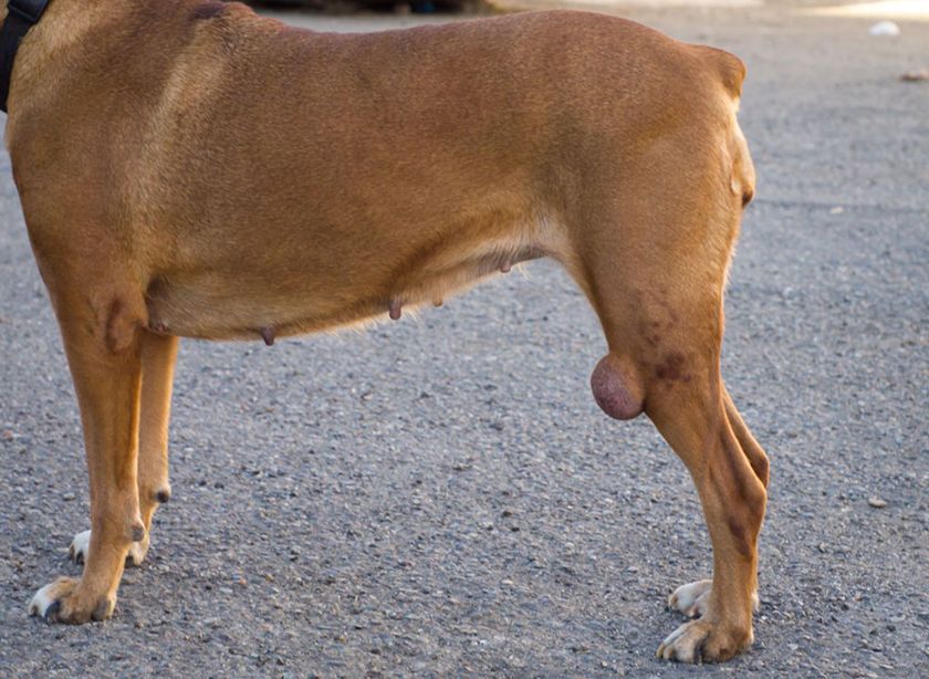 Wen sur la patte d'un chien