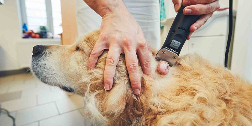 Préparation à l'ablation d'un lipome