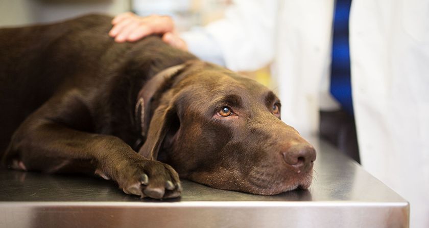 Labrador chez le vétérinaire
