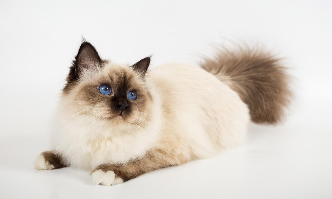chat birman