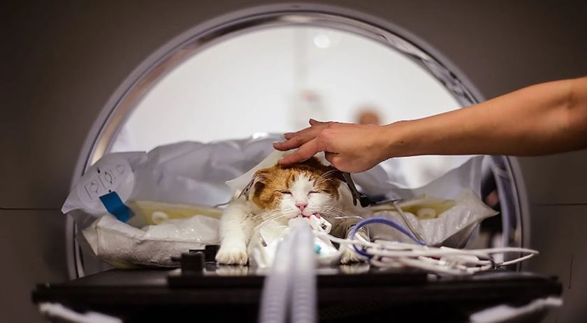 Scanner pour un chat