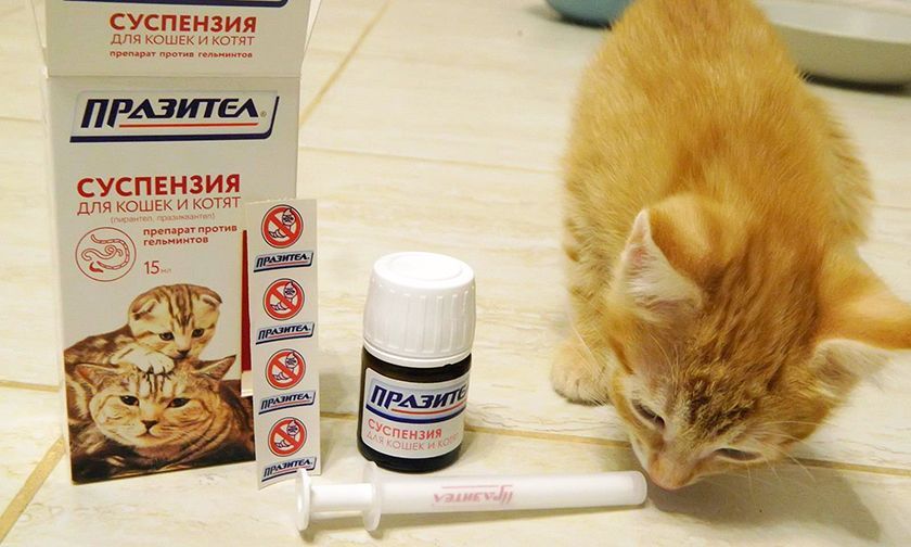 Médicament antiparasitaire pour chat