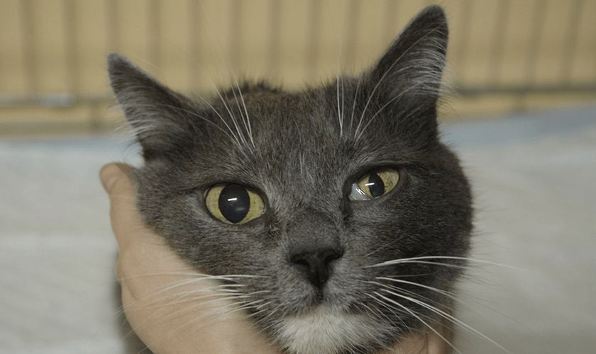 Troubles du système nerveux chez les chats