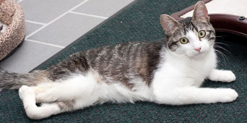 Parésie chez un chat