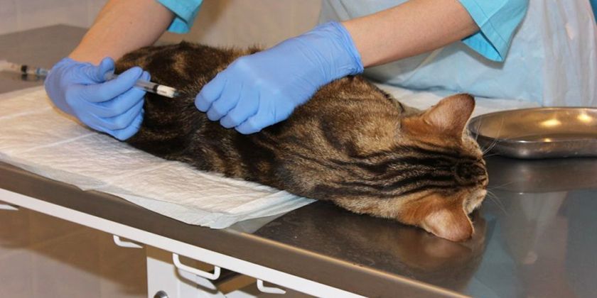 Un chat chez le vétérinaire