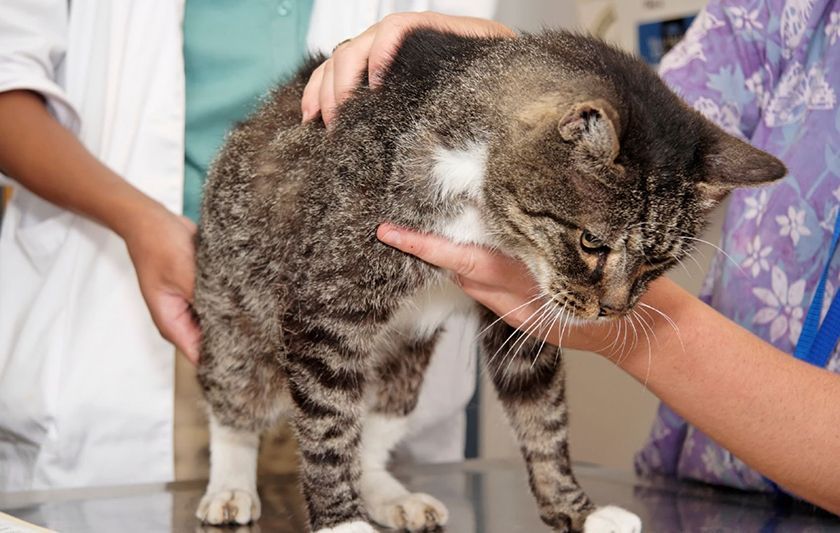 Traitement de l'ataxie