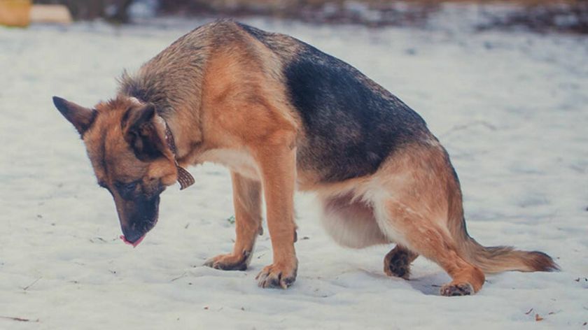 Un chien atteint d'ataxie