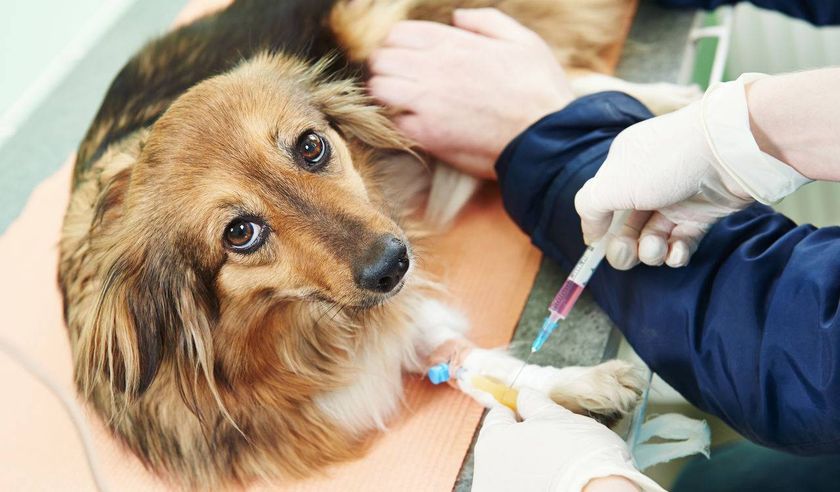 Un chien chez le médecin