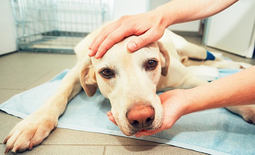 Chien chez le vétérinaire