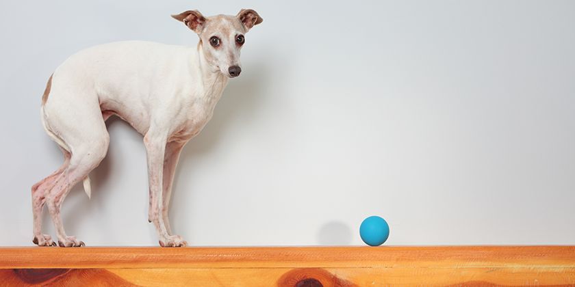 Ataxie chez les chiens