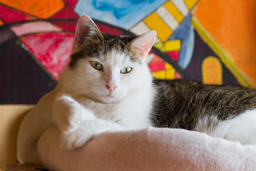 Chat égéen dans un lit