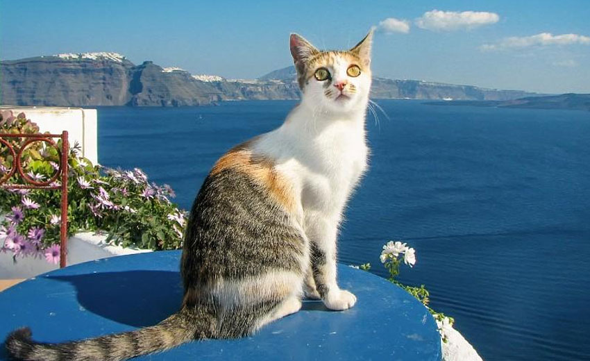 Chat de la mer Égée
