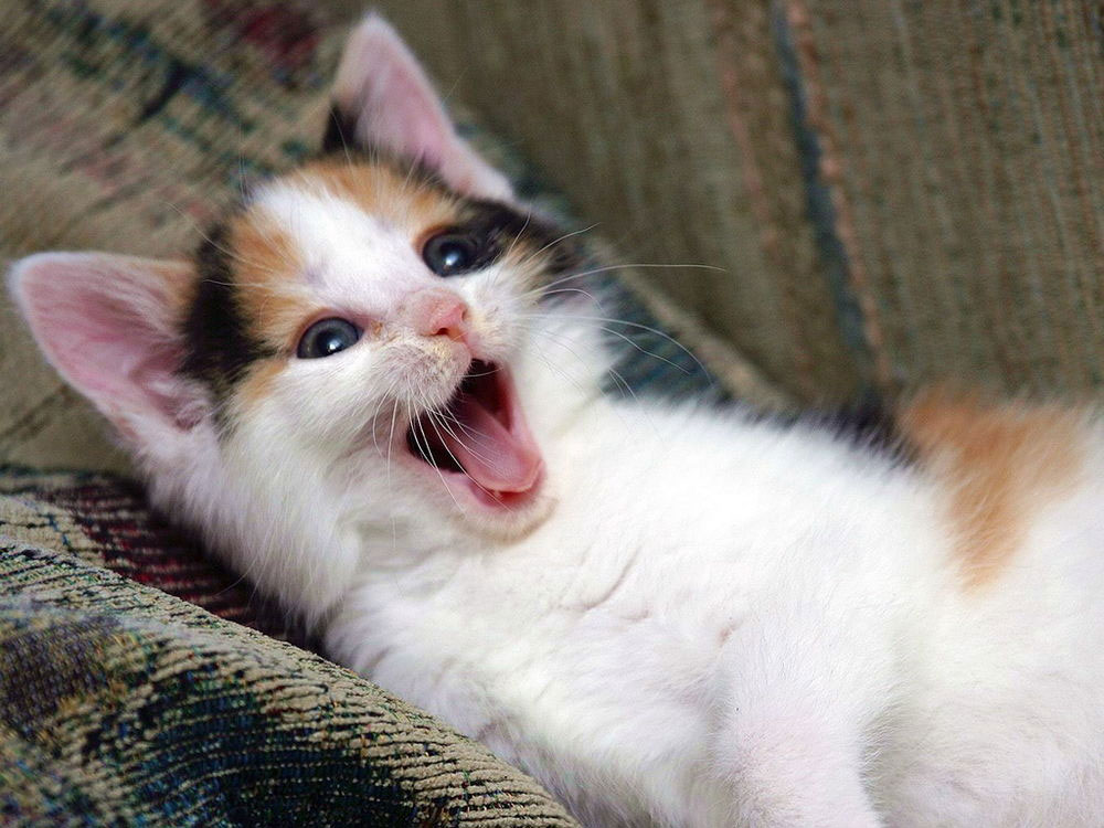 Prendre soin d'un chaton de la mer Égée