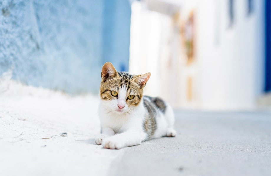 Photo d'un chat de la mer Égée