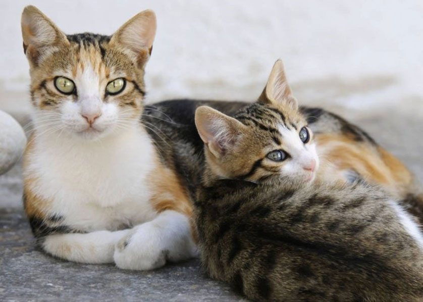 Quelle est la différence entre les chats de la mer Égée et les chats errants ?