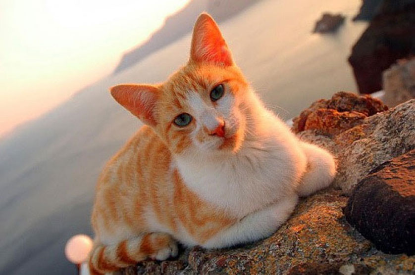 Chat égéen aux magnifiques couleurs