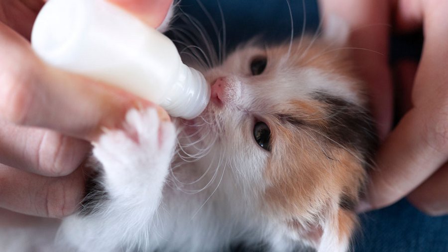 Un chaton mange au biberon
