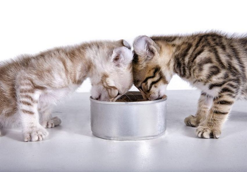 Deux chatons mangent dans un bol