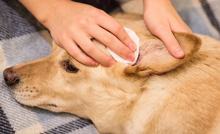 Nettoyer les oreilles d'un chien