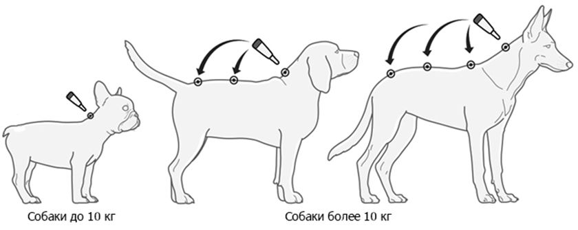 Instructions pour l'application des gouttes