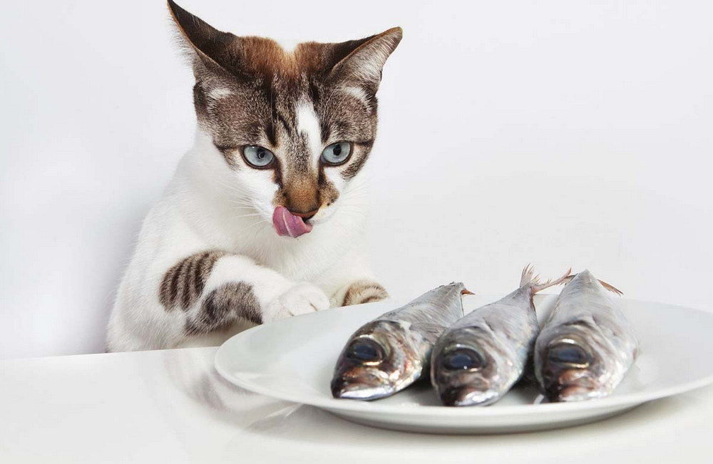 Du poisson dans une assiette et un chat