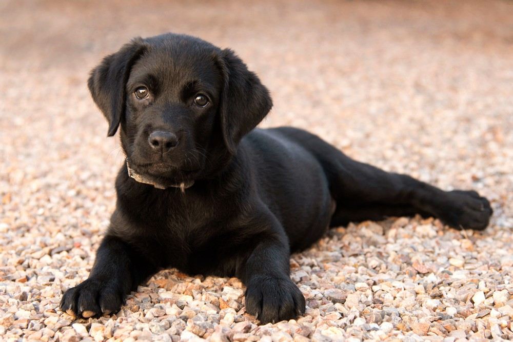 chiot Labrador noir