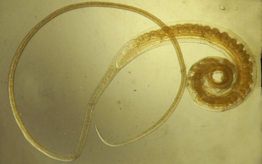 Trichuris trichocephalus