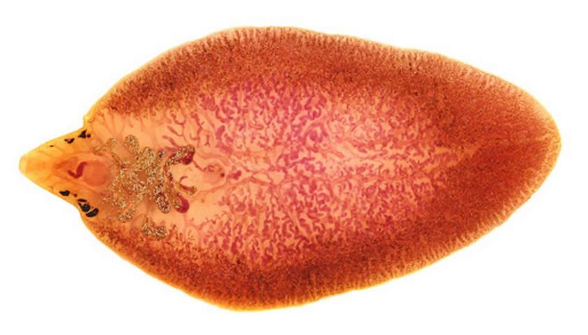 parasites trématodes