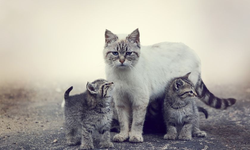 Une chatte avec ses chatons