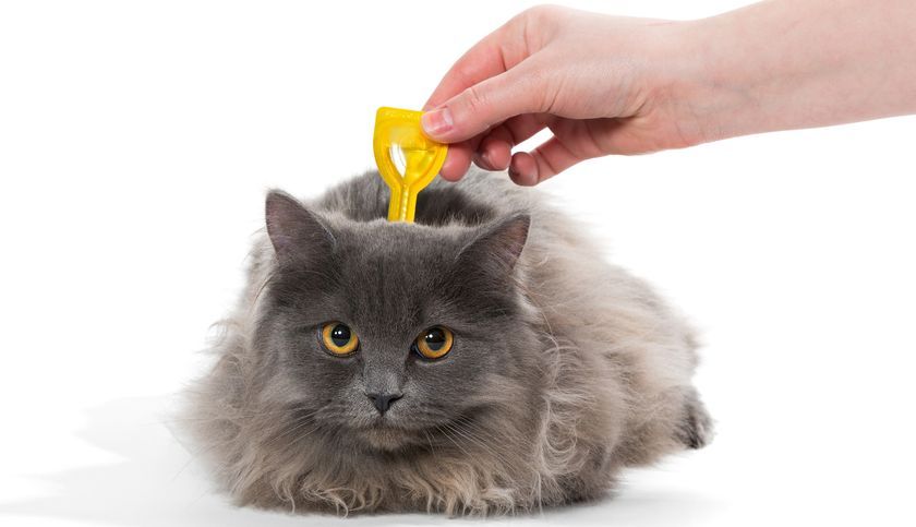 Gouttes contre les parasites