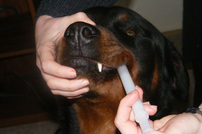 Suspension anthelminthique