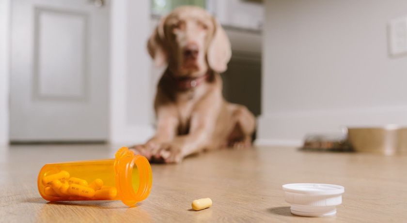 Comprimés pour chiens