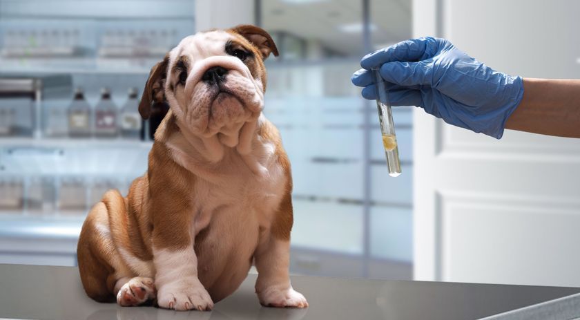 Tests chez le vétérinaire