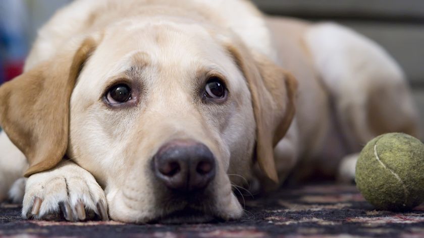 Le Labrador est couché