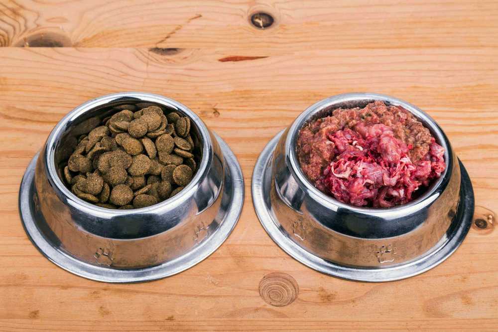Nourriture pour chien et viande dans des gamelles