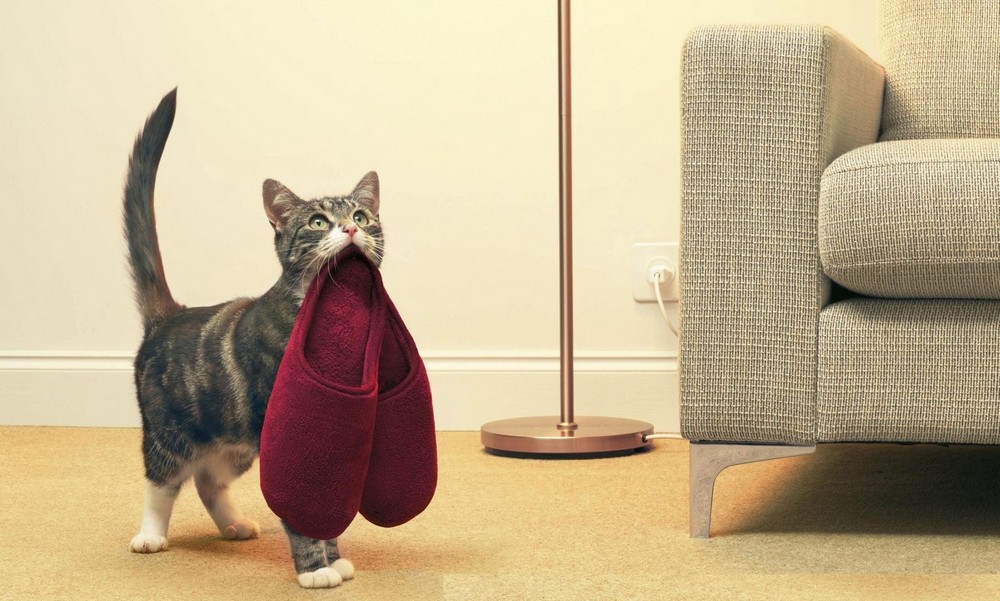 Chaton et pantoufles