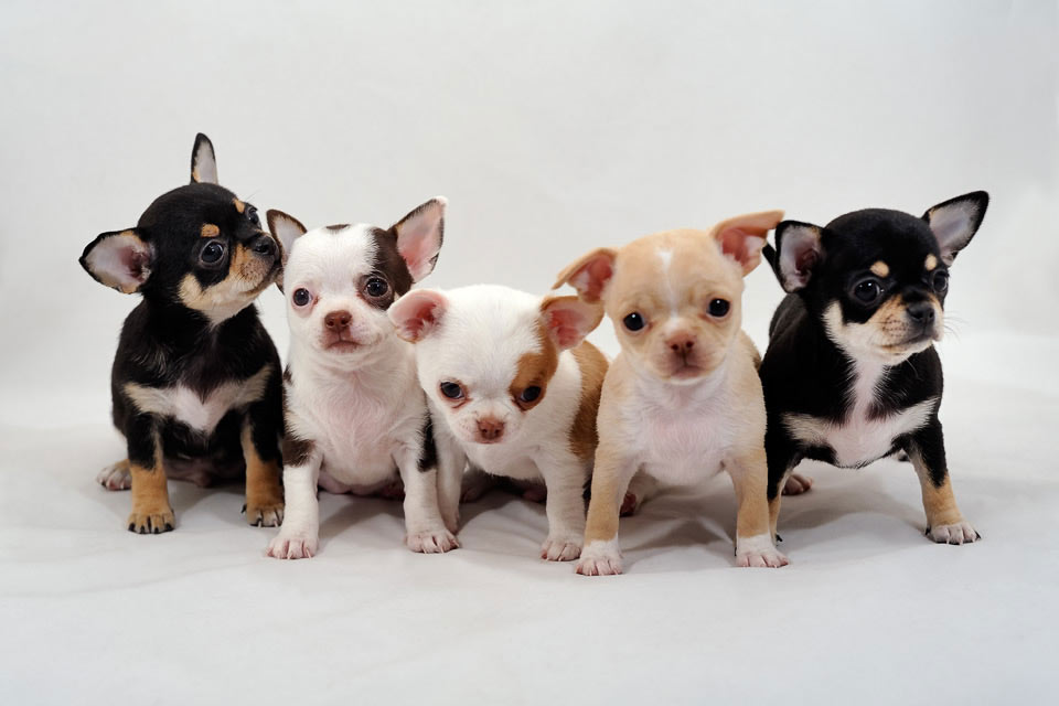 Chiots Chihuahua