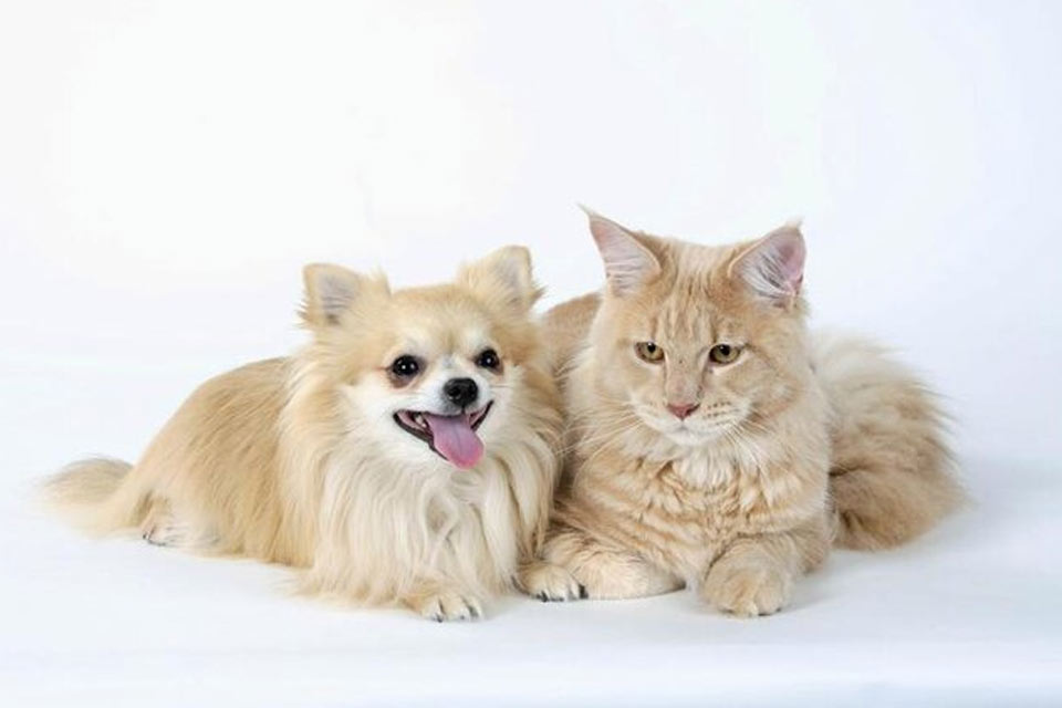 Chihuahua et chat
