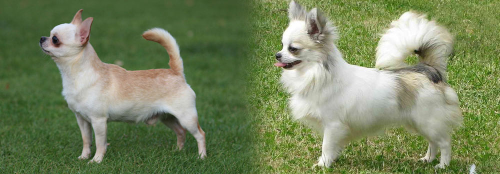 Chihuahua - tout sur la race