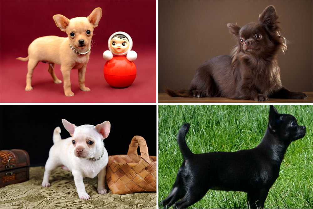 Chihuahua de couleur unie